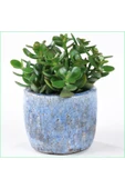Yetişkin Para Ağacı Bereket Iyi Şans Ve Para Çiçeği Crassula Ovata Özel Beton Saksıda - 1