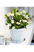 Dekoratif Taş Saksıda Beyaz Dikenler Tacı Kampanya thumbnail 1