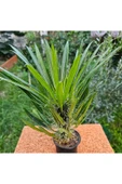 Madagaskar Palmiyesi 20 cm 12 lik Saksıda thumbnail 4