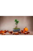 Muhteşem doğum günü hediyesi Bonsai thumbnail 4