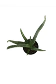 Saksımarket Canlı Aloevera Bitkisi 15 Cm thumbnail 2
