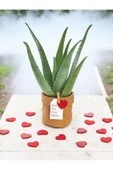 Hediyelik Aloevera ( Sevdiklerinize Sağlık Gönderme Zamanı ) No 7 thumbnail 2