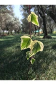 Hedera Sarmaşık Alacalı Yaprak thumbnail 1