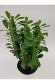 Euphorbia Trigona Yeşil thumbnail 2