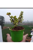 Bonsai Para Ağacı Fidanı 8.5 Saksıda 15-20 cm - 1