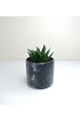 Haworthia 'limifolia' Mini Siyah Seramik Saksılı thumbnail 1