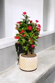 Hediyelik Puantiyeli Saksıda Kızıl Dikenler Tacı thumbnail 2