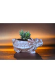 Taş Ejder Saksıda Sukulent thumbnail 3