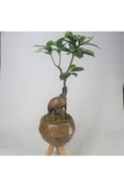 Ficus Ginseng Bonsai & Odunsu Remz Ayaklı Beton Saksıda Hediyelik Canlı Çiçek thumbnail 3