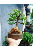 Bonsai Para Ağacı Dekoratif Saksıda thumbnail 1