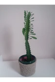 Kaktüs (uzayan Kaktüs, Süt Ağacı Kaktüsü, Euphorbia) - 1