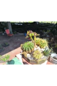 Kaktüs ve sukulent aranjmanı beton saksıda 001 thumbnail 5
