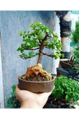 Bonsai Para Ağacı Dekoratif Saksıda thumbnail 2