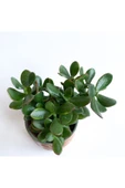 Crassula Ovata - Para Çiçeği 'turuncu Saksılı' thumbnail 4