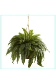 Aşk Merdiveni Büyük Askılı Saksıda Nephrolepis 001 thumbnail 2