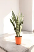 150-200 cm Dev Jamaika Paşa Kılıcı Türkiye de yalnızca bizde Sansevieria trifasciata Jamaiquina thumbnail 4