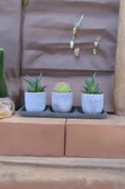 Üçlü taş saksıda kaktüs sukulent seti 01ad thumbnail 2