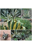 Agave Americana Fidesi Kampanya - 1