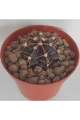 Dörtlü Gymnocalycium Mihanovichii Set thumbnail 2