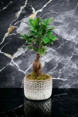 Dekoratif saksıda Bonsai thumbnail 2
