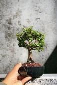 Bonsai para ağacı dekoratif saksıda - 1