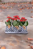 Dekoratif Taş saksılarda kalanşo bitkileri kalanchoe kzl - 3