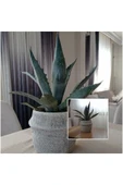 Dekoratif Saksıda Agave Americana - 1