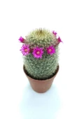Karayip Mammillaria Ü thumbnail 1