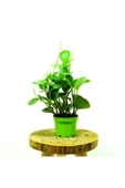 Zümrüt Dalgası Bitkisi - Peperomia - 2