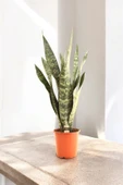 150-200 cm Dev Jamaika Paşa Kılıcı Türkiye de yalnızca bizde Sansevieria trifasciata Jamaiquina thumbnail 2