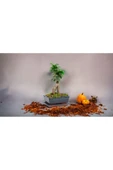 Muhteşem doğum günü hediyesi Bonsai thumbnail 2