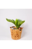 Sikas-cycas - 1
