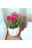 Fuşya RenkKaranfil Dekoratif Saksıda thumbnail 2