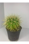 Echinopsis Altın Fıçı thumbnail 1