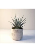 Haworthia Fasciata Alba Zebra Beyaz Seramik Saksılı thumbnail 1