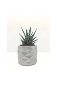Geometrik Beton Saksı Ve Canlı Sukulent - Ye1606 - 1