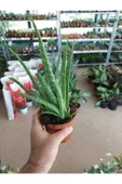Saksılı Aloe Vera Bitkisi ( 12 Lik Saksıda)( Barbadensis) - 2