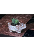 Taş Ejder Saksıda Sukulent thumbnail 1