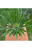 Madagaskar Palmiyesi 20 cm 12 lik Saksıda thumbnail 1