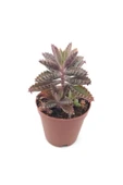 Kalanchoe Daigremontiana Sukulent - 1