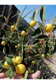 Limquat Limon Fidanı thumbnail 1