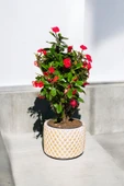 Hediyelik Puantiyeli Saksıda Kızıl Dikenler Tacı thumbnail 3
