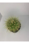 Echinopsis Altın Fıçı thumbnail 2