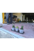 Üçlü taş saksıda kaktüs sukulent seti 01ad thumbnail 7