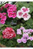 4 mini saksıda 4 renk yaprağı kokulu sardunya fidanı - 2
