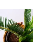 Sikas-cycas - 2