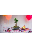 Doğum günlerine özel saksıda bonsai - 2