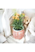 Roma Taş Saksıda Sarı Karanfil Anne Karanfili Kokulu thumbnail 3