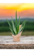 Hediyelik Aloevera ( Sevdiklerinize Sağlık Gönderme Zamanı ) No1 thumbnail 1