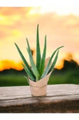 Hediyelik Aloevera ( Sevdiklerinize Sağlık Gönderme Zamanı ) No1 thumbnail 4